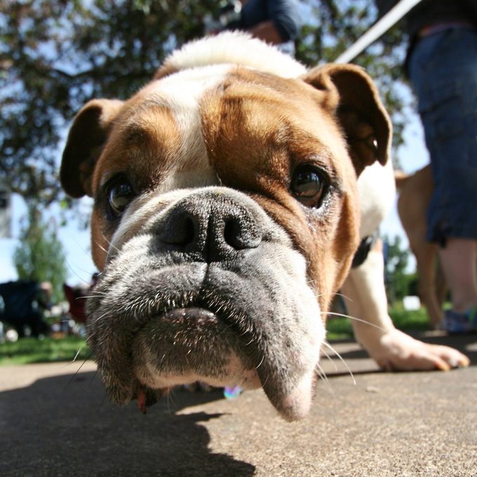 Maladies animales et maladies transmises par les chiens: comment s'en protéger?