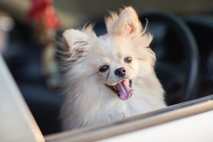 La sécurité de votre chien lorsque vous voyagez en voiture est primordiale.