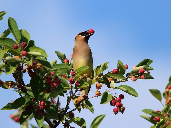 Cedar,waxwing,bird,in,serviceberry,tree,eating,serviceberries,with,blue
