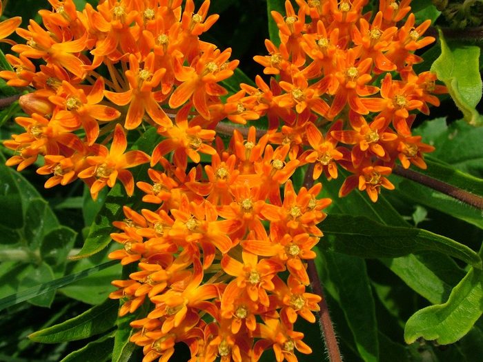 Butterfly,weed,(asclepias,tuberosa),,also,known,as,orange,milkweed,,in