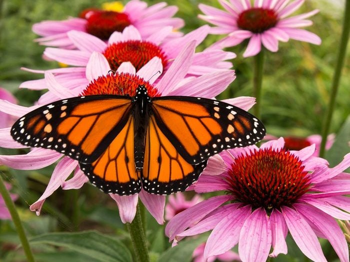 Male,monarch,butterfly,is,a,pollinator,for,a,cluster,of