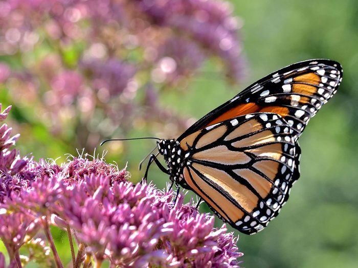 A,monarch,butterfly,(danaus,plexippus),in,beautiful,late,afternoon,light