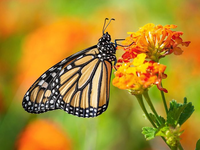 Monarch,butterfly,(danaus,plexippus),on,lantana,flowers,during,the,spring