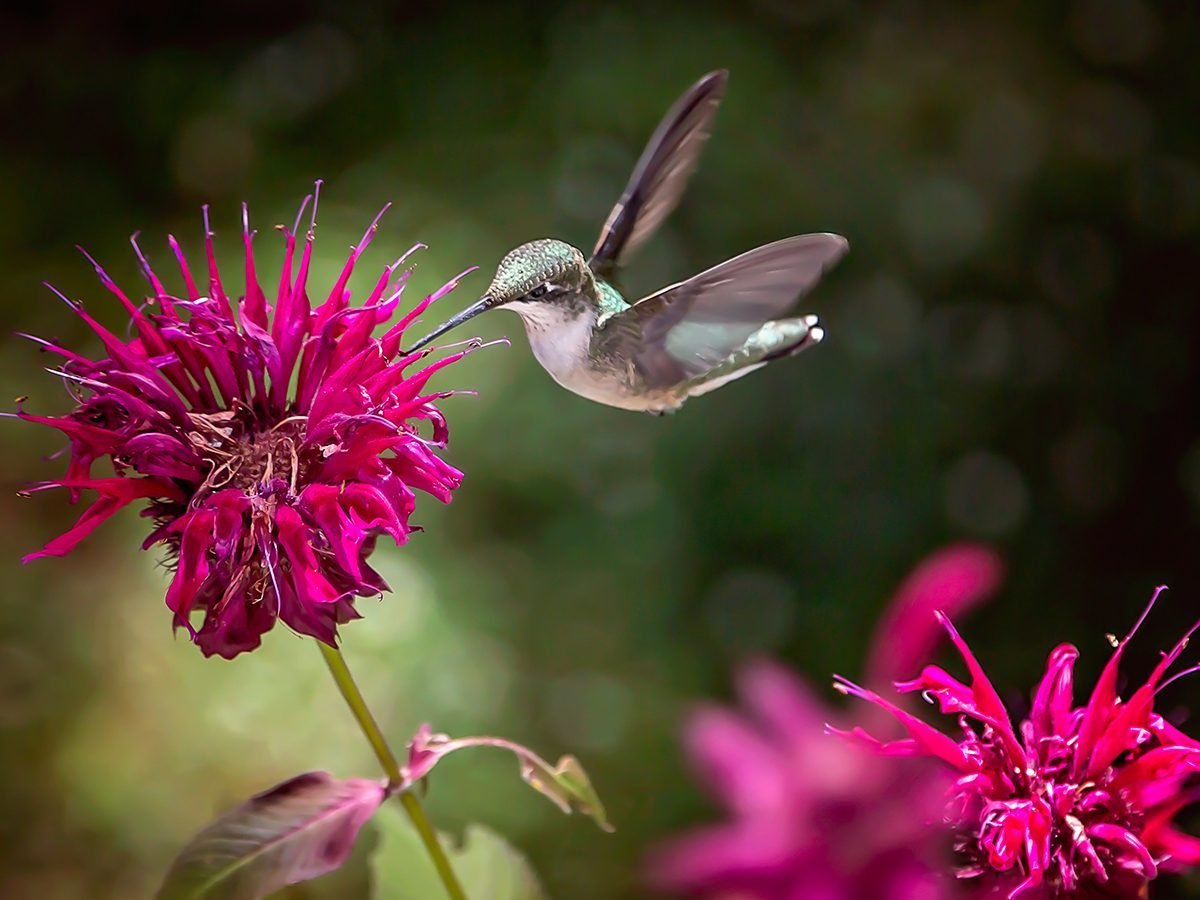 Le tournesol - Oiseaux et papillons au jardin