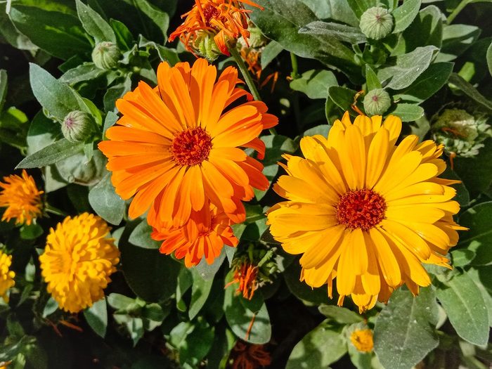 Beautiful,pot,marigold.close,up,of,colorful,pot,marigold,flower.yellow,flower