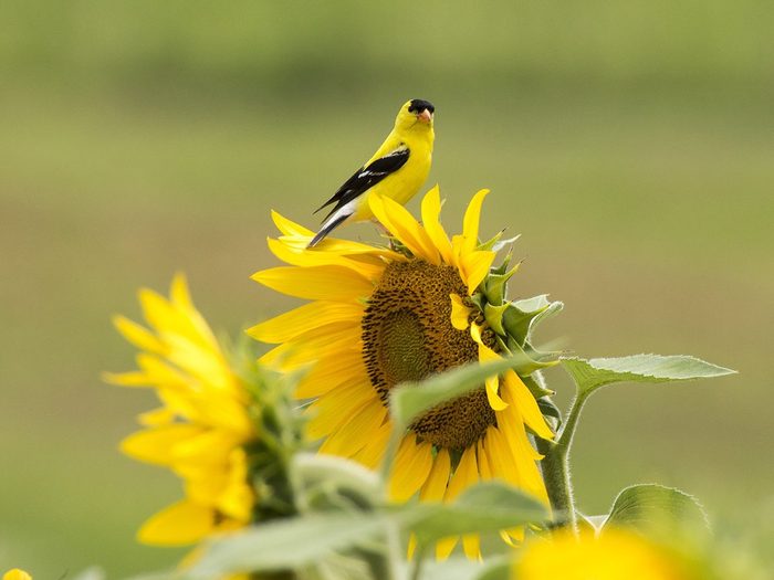 American,goldfinch,on,a,sunflower