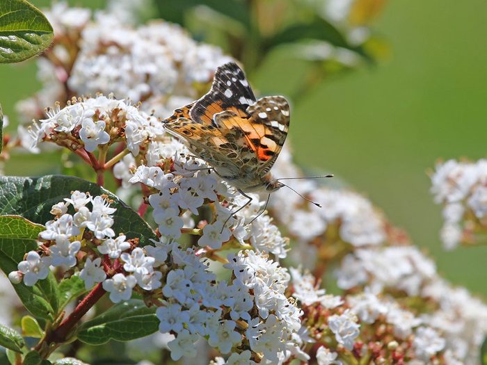 Painted,lady,butterfly,close,up,latin,cynthia,cardui,or,vanessa