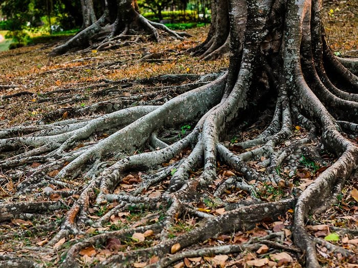 Attention aux racines des arbres.