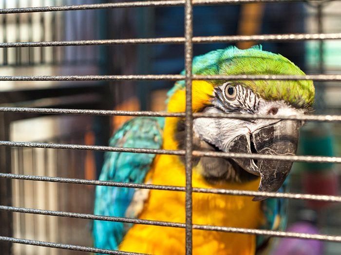 Blague sur les animaux de compagnie: le perroquet insolent.