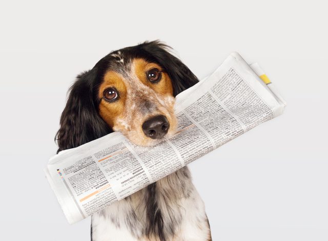 Ce chien intelligent apporte le journal  son matre.