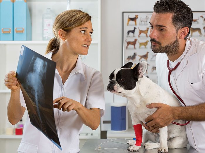 Vérifiez la gamme des services offerts par votre clinique vétérinaire.