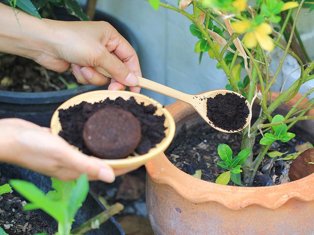 Utiliser le marc de caf pour fertiliser les plantes.