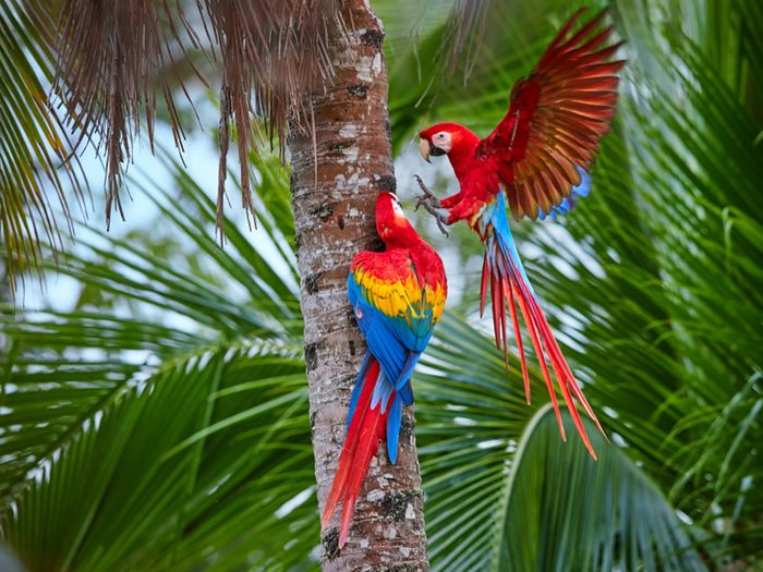 Très populaire auprès des ornithophiles, avec un relais écologiques qui permettent aux visiteurs de pénétrer dans la jungle.