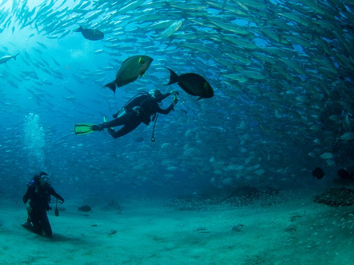 Riche en nutriments, la mer de Cortez attire une vaste gamme d'animaux marins.