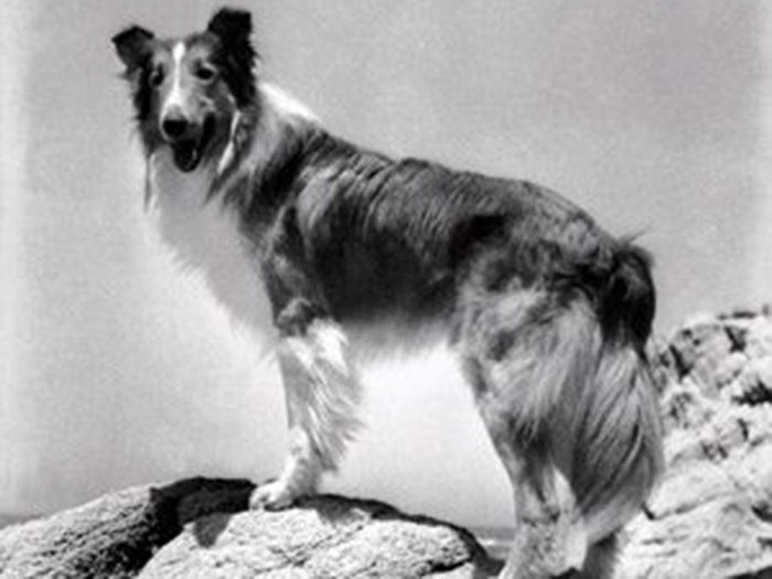 Chien Celebre Lassie