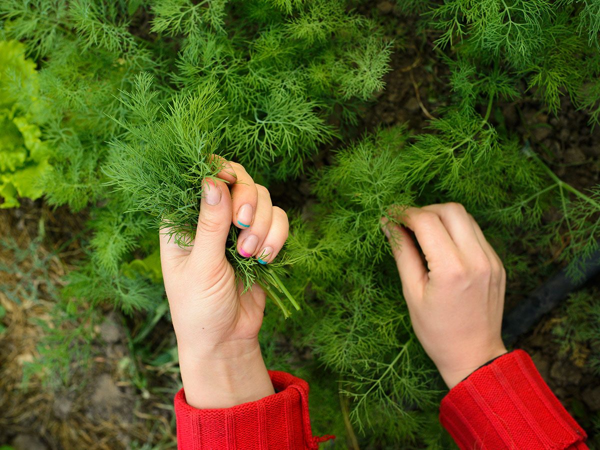 L'aneth fait partie des fines herbes indispensables à avoir dans le jardin.