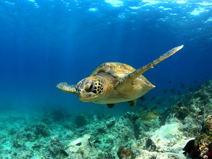 Royaume animal: partez à la rencontre des tortues de mer.