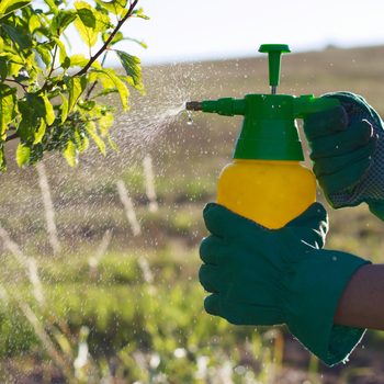 Une femme pulvérise son arbuste de pesticides maison.
