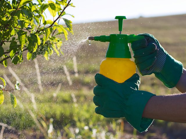Une femme pulvrise son arbuste de pesticides maison.