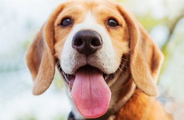 Les propriétaires de beagle ont une personnalité stable.