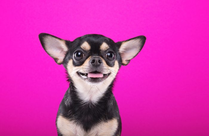 Que révèlent les chiens sur votre personnalité?