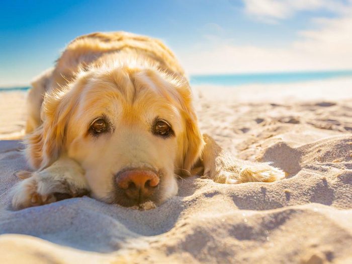 Pour la sécurité de votre chien: sachez reconnaitre les symptômes des coups de chaleur.