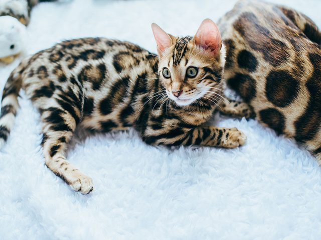 Race de chat: le bengal est un croisement entre un chat et un lopard.