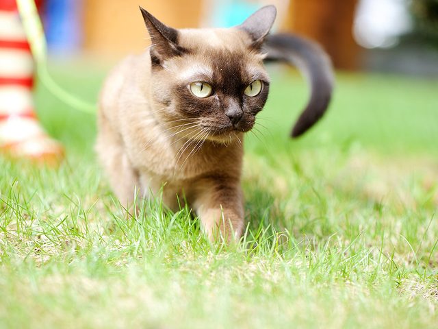 Race de chat: le Burmese est dot dune longue esprance de vie.