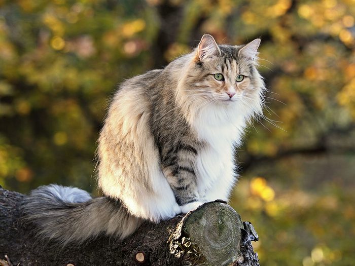 La race de chat des forêt norvégiennes un bon choix pour la famille avec un jardin.