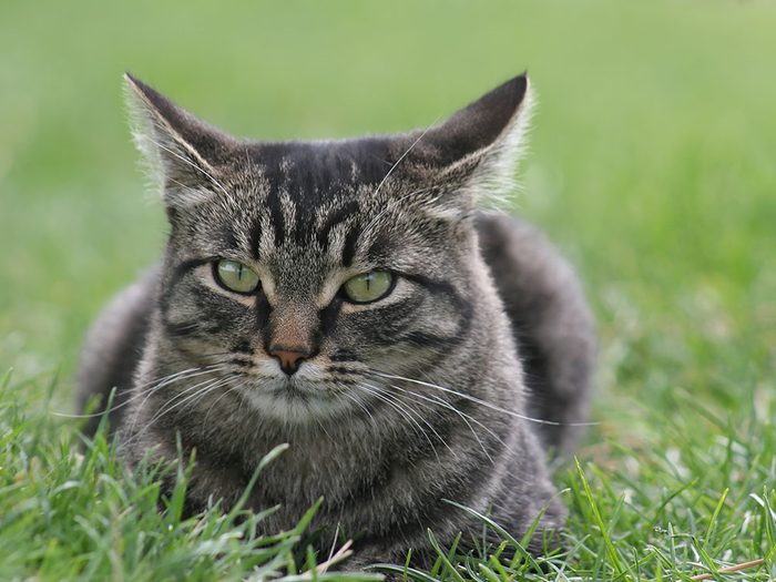 Race de chat: le Manx est un chat de bonne nature.