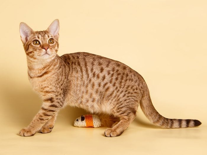 Race de chat: l’Ocicat est décrit comme un “chat-chien”.