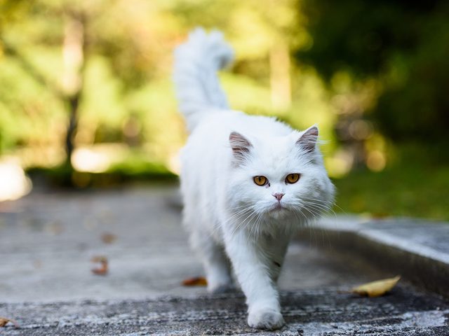 Race de chat: le Persan  poils longs est populaire pour son caractre doux et effectueux.