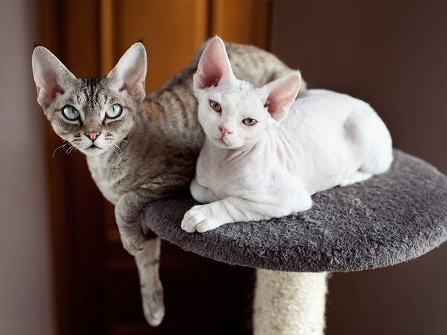 Race de chat: les Rex Cornish et Rex Devon ont d'normes oreilles et une fourrure fine et ondule.