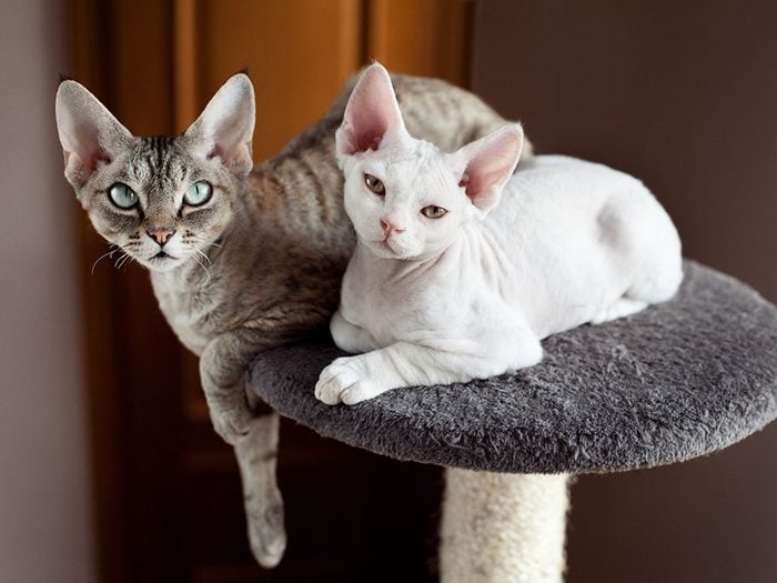 Race de chat: les Rex Cornish et Rex Devon ont d'énormes oreilles et une fourrure fine et ondulée.