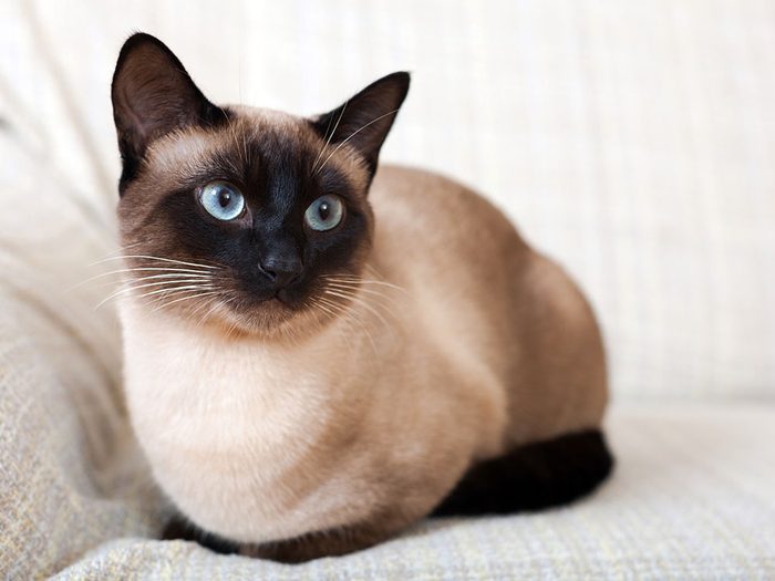 Race de chat: le siamois est devenu l'un des chats de race les plus populaires au monde.
