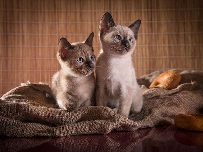 Race de chat: le Tonkinois est le fruit d'un croisement entre un siamois et un burmese.