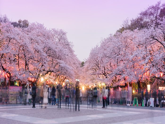 Tokyo,japan ,april,5,:,cherry,blossom,(sakura),along,the,playground