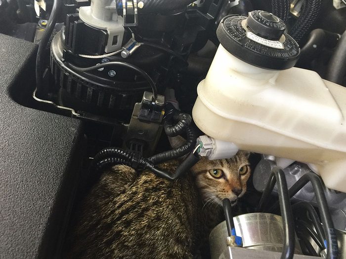 Vérifiez votre voiture chaque matin pour la sécurité de votre chat, ou d'un autre chat, en hiver.