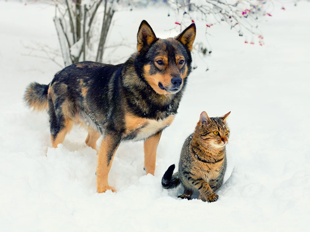 Conseils de sécurité pour vos animaux en hiver.