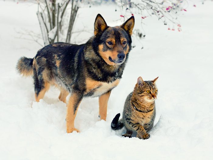 Conseils de sécurité pour vos animaux en hiver.