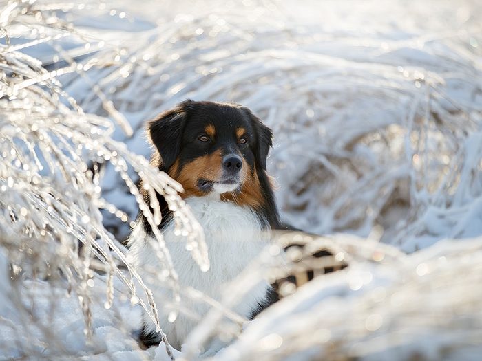 La sécurité de votre animal est importante en hiver aussi.