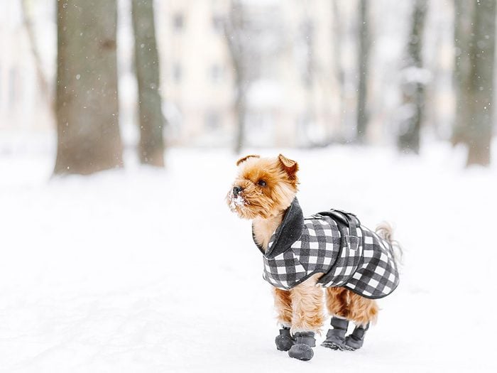 Pour sa sécurité, envisagez de chausser votre animal en hiver.
