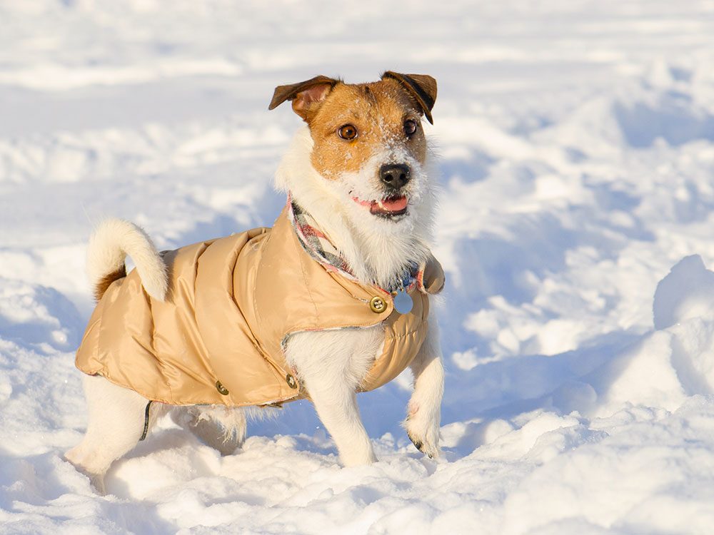 Pour la sécurité de votre animal en hiver, en manteau peut être utile.