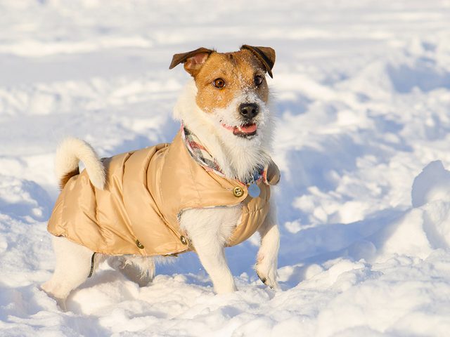 Pour la scurit de votre animal en hiver, en manteau peut tre utile.