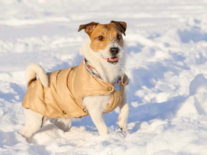 Pour la sécurité de votre animal en hiver, en manteau peut être utile.