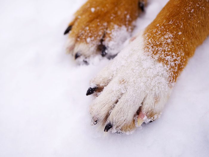 Pour leur sécurité, prenez soin des pattes de votre animal en hiver.