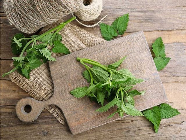 La mlisse officinale : une plante  cultiver dans votre jardin pour votre th.