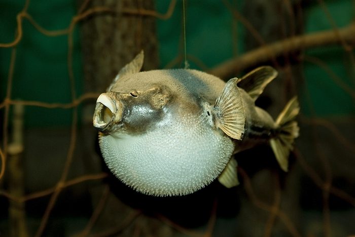 Un des aliments les plus étranges du globe, le fugu