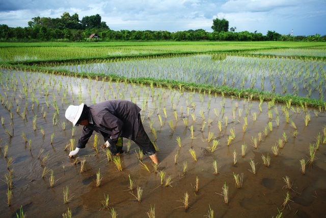 Cet htel propose la chose tonnante de planter du riz