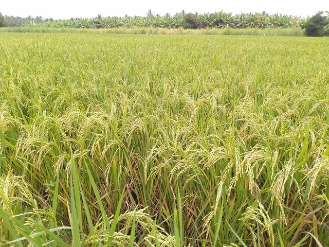 Le stipe  glumes membraneuses (Indian ricegrass) est l'un des grains anciens nutritifs et riches en protines.